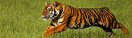 Tiger, India Wildlife Tours