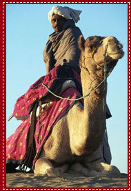 Rajasthan Camel Rider, Rajasthan Travel Guide